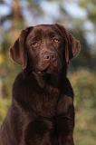 LABRADOR 938